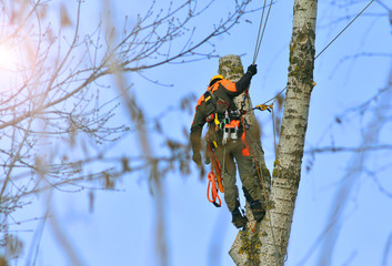 What to Look For When Hiring a Tree Service